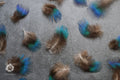 Natural Blue Iridescent Pheasant feathers,