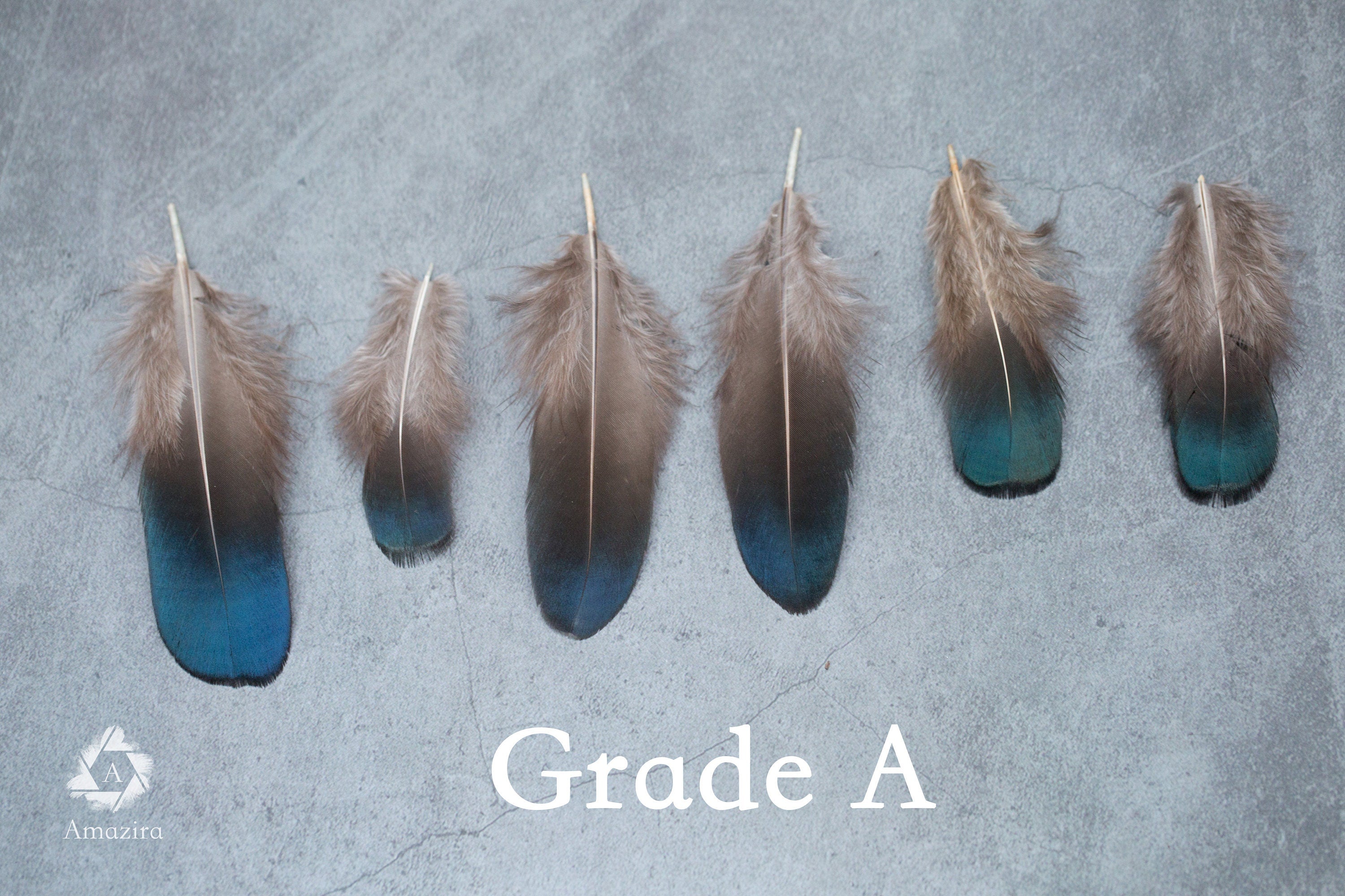 Plumas de faisán iridiscentes azules y verdes naturales