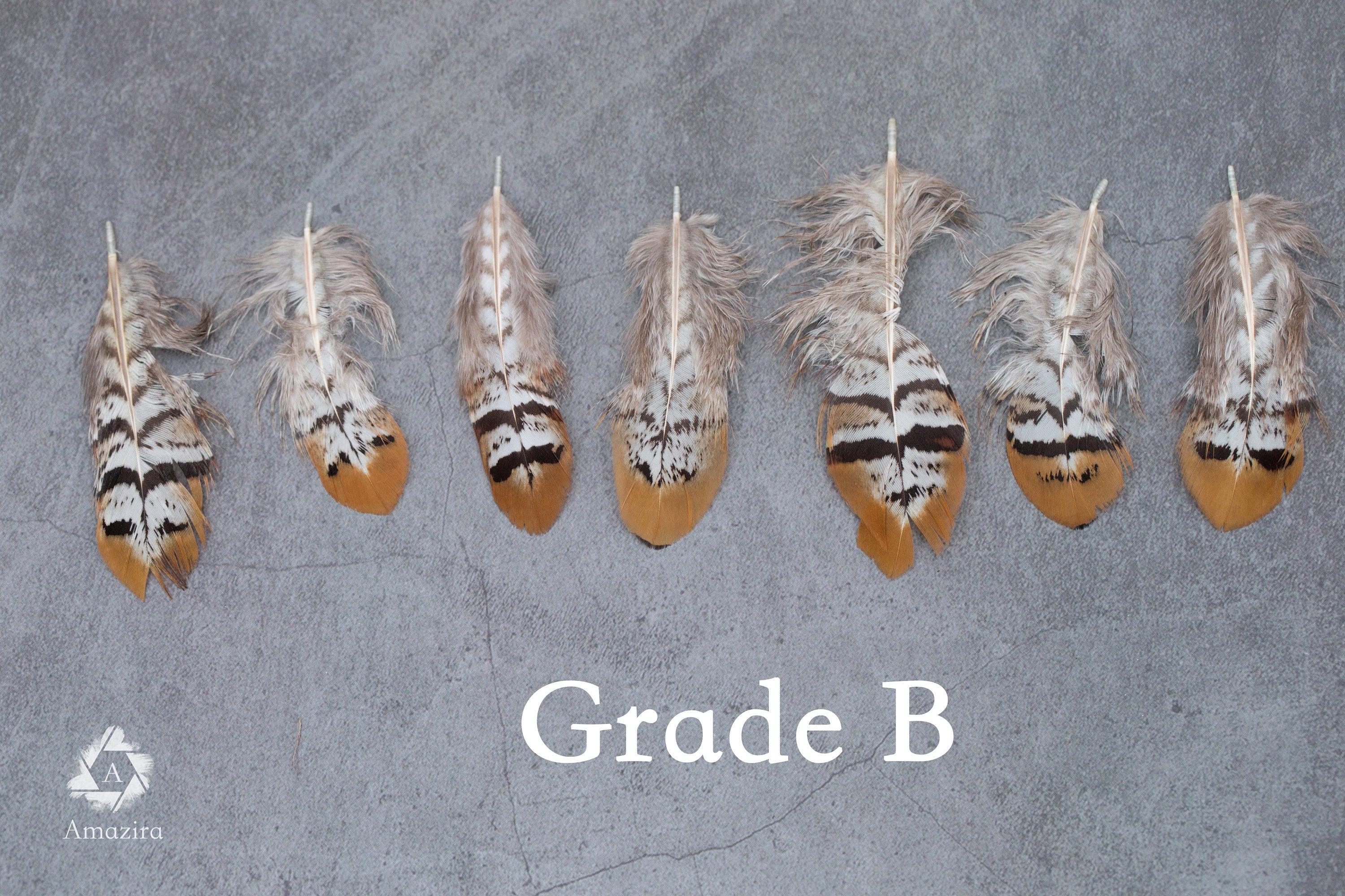 Golden tips stripped Pheasant feathers, Free Shipping available, 2-4 inches, 5-9 cm, brown, black and white lines stripes, medium feathers