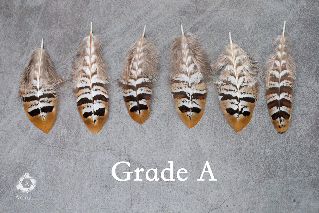 Golden tips stripped Pheasant feathers, Free Shipping available, 2-4 inches, 5-9 cm, brown, black and white lines stripes, medium feathers