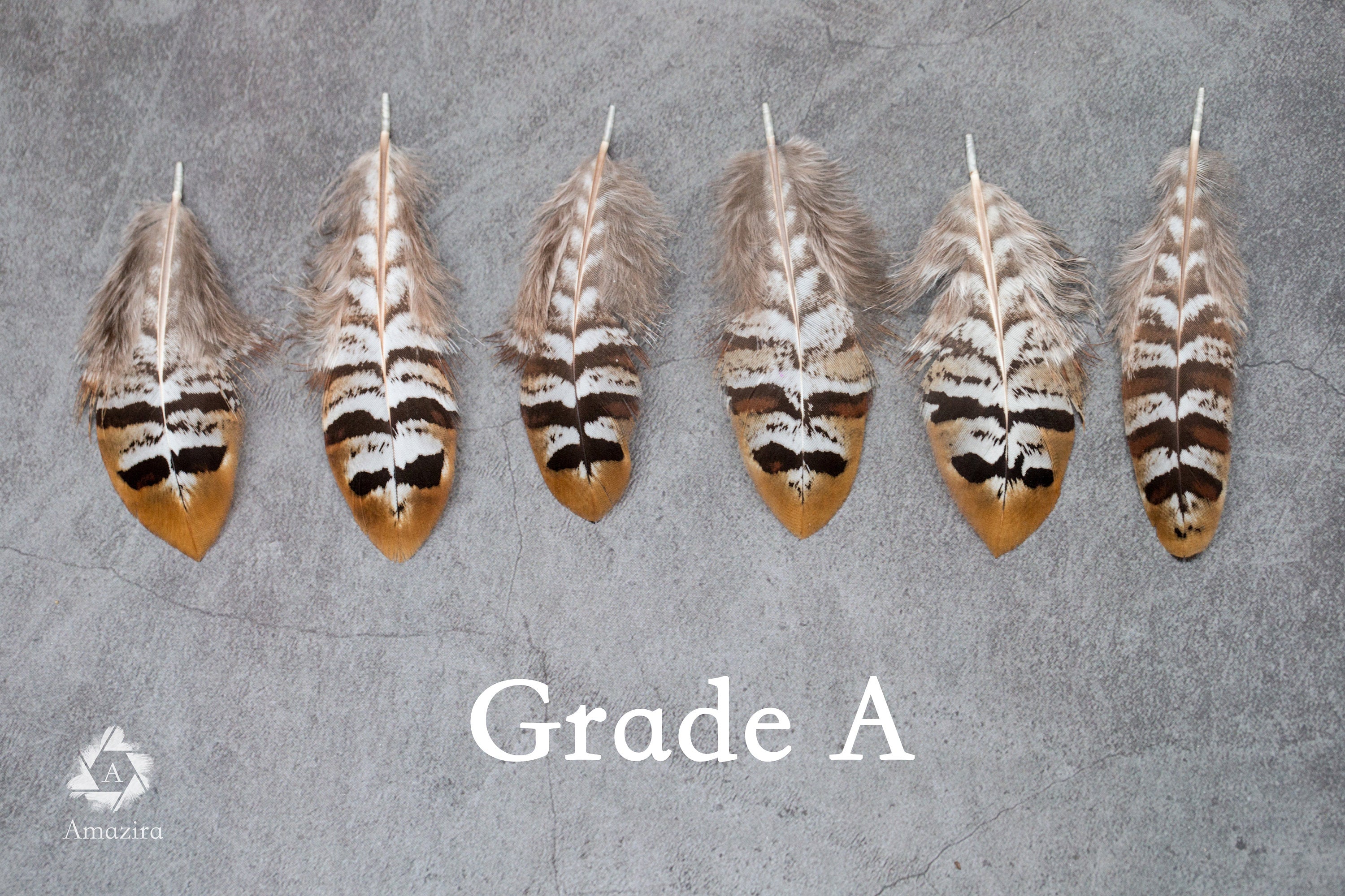 Golden tips stripped Pheasant feathers, Free Shipping available, 2-4 inches, 5-9 cm, brown, black and white lines stripes, medium feathers