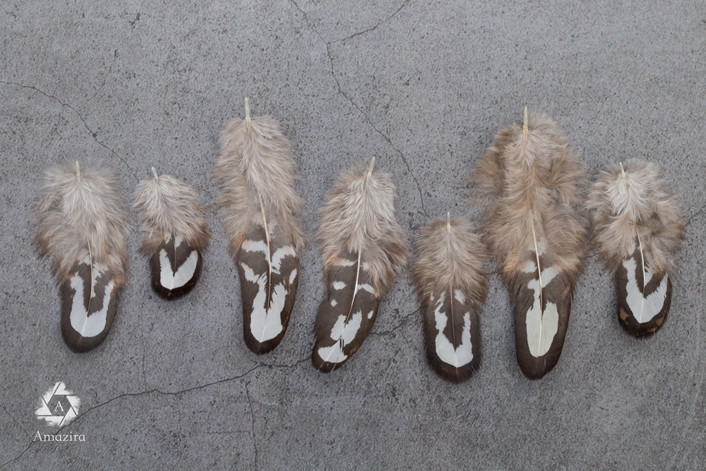 Loose natural pheasant feathers, 1 to 4 inches, 3 to 9 cm