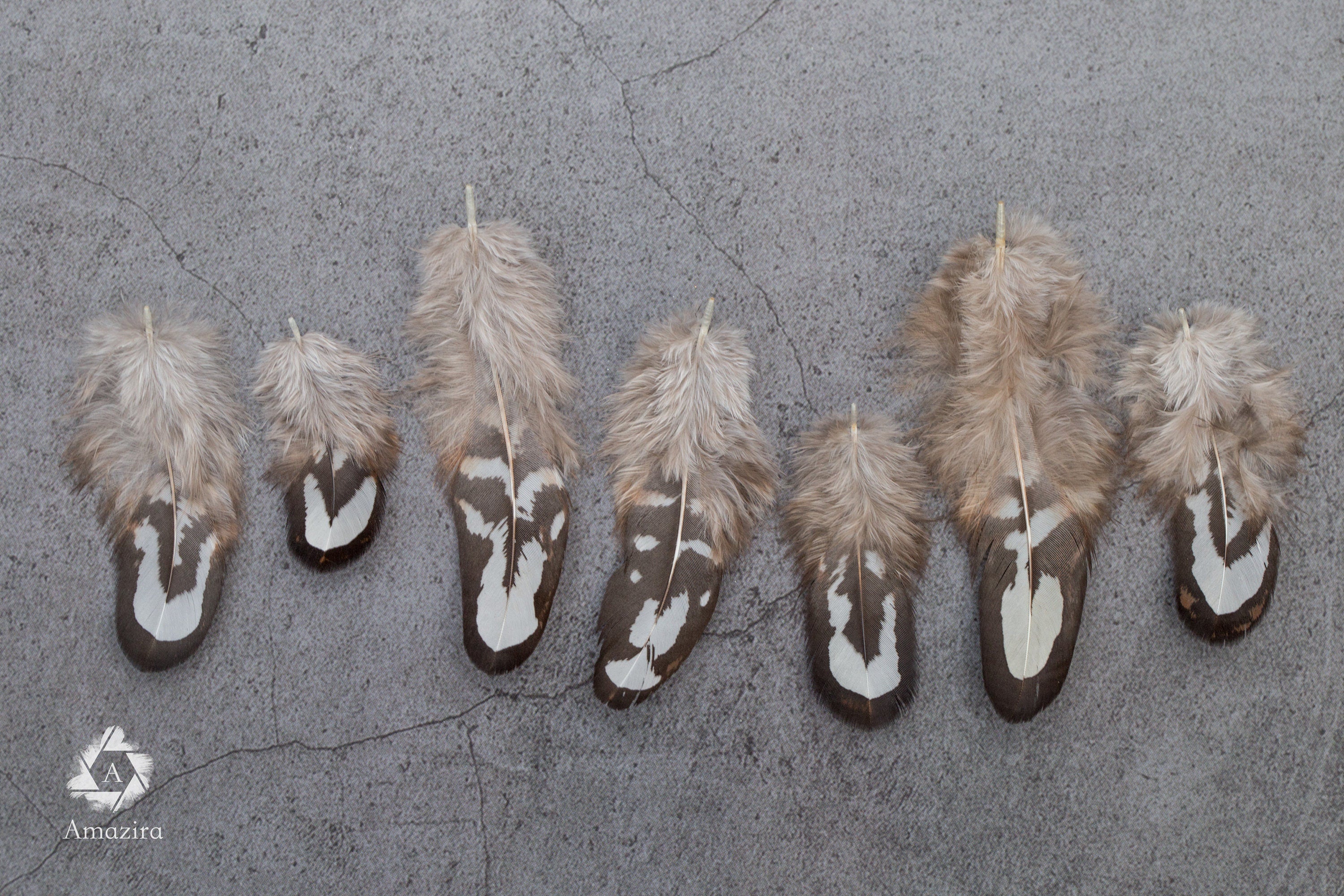 Loose natural pheasant feathers, 1 to 4 inches, 3 to 9 cm