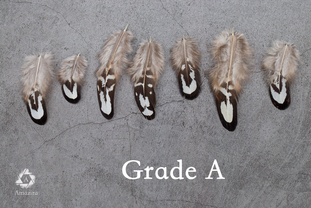 Loose natural pheasant feathers, 1 to 4 inches, 3 to 9 cm