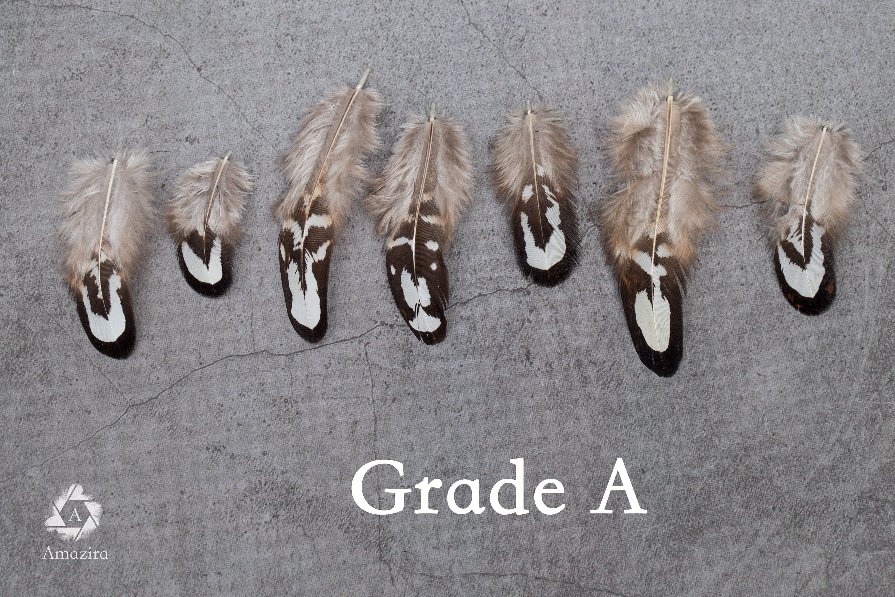 Loose natural pheasant feathers, 1 to 4 inches, 3 to 9 cm
