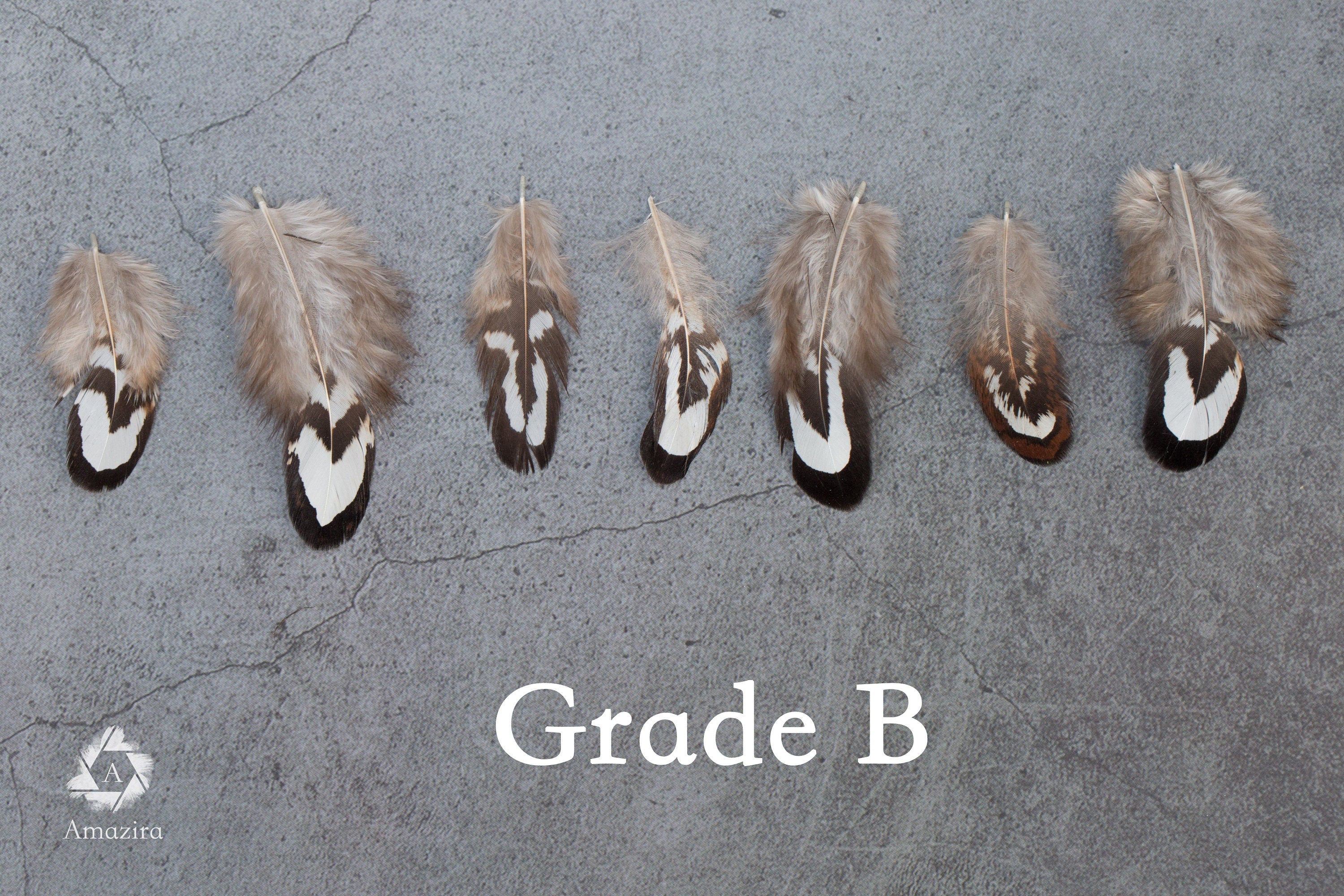 Loose natural pheasant feathers, 1 to 4 inches, 3 to 9 cm