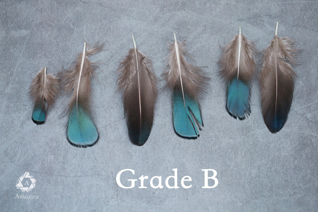 Plumas de faisán iridiscentes azules y verdes naturales