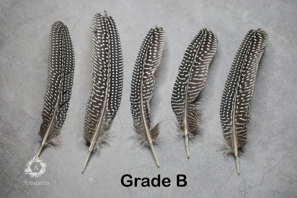 Large Guinea fowl Feathers, 15-19 cm - 6-8 inches