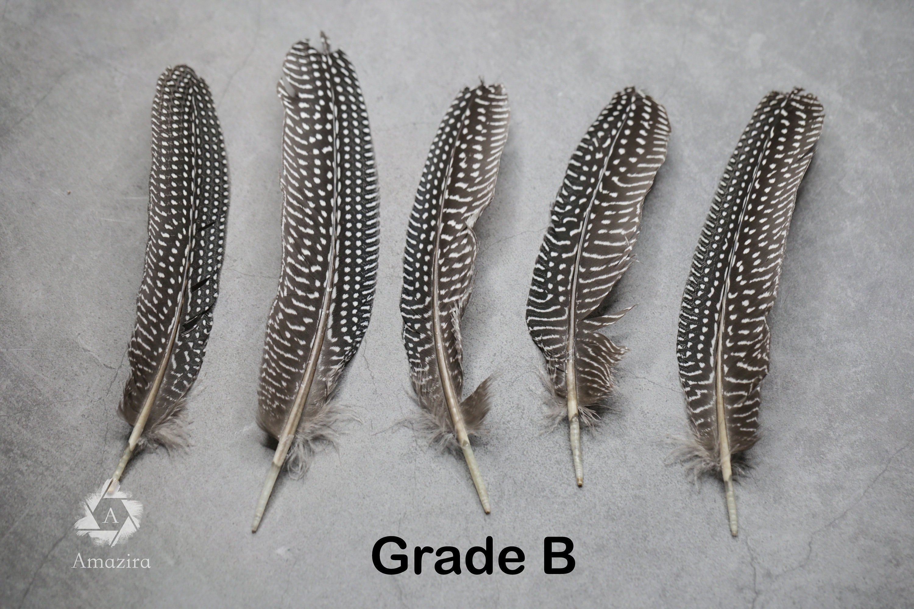 Large Guinea fowl Feathers, 15-19 cm - 6-8 inches