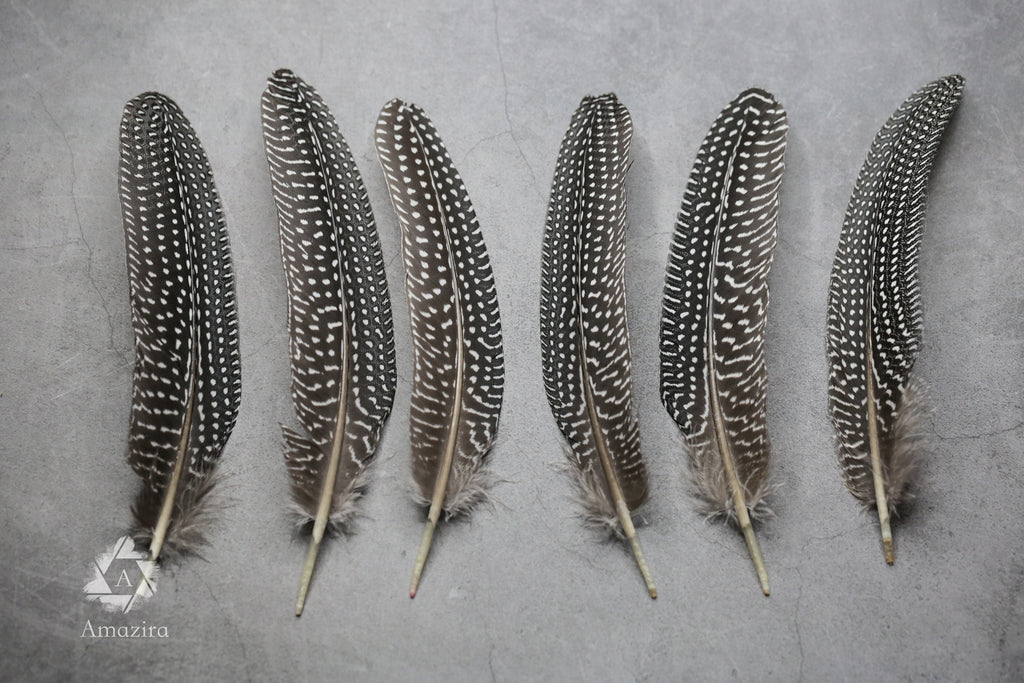 Large Guinea fowl Feathers, 15-19 cm - 6-8 inches
