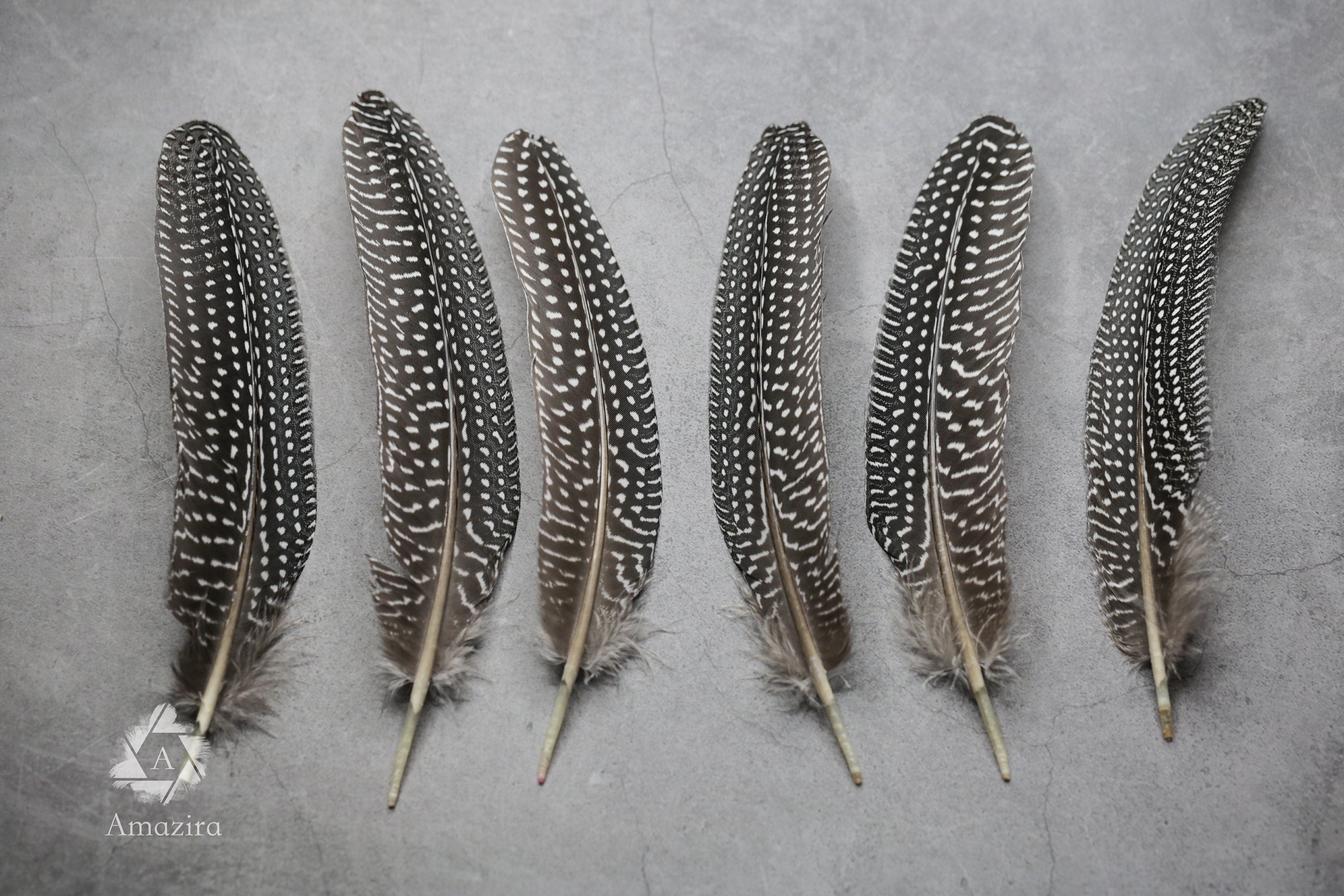 Large Guinea fowl Feathers, 15-19 cm - 6-8 inches