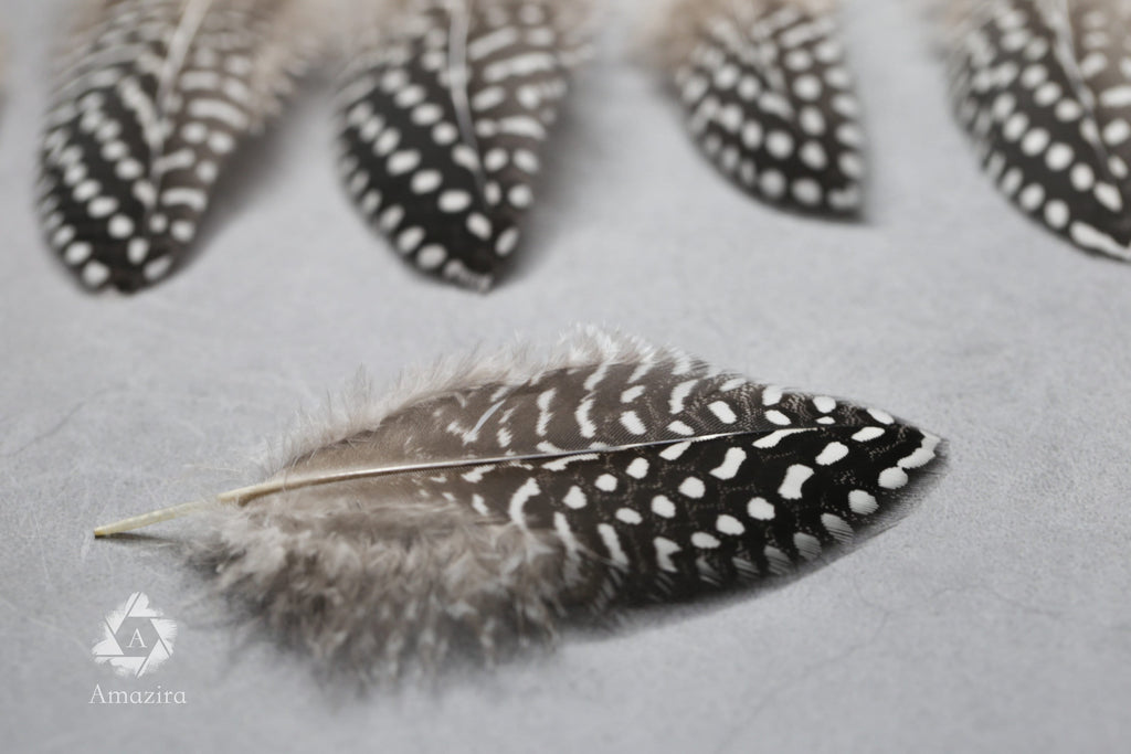 Plumes de Pintade Noires & Blanches, 10-15 cm,