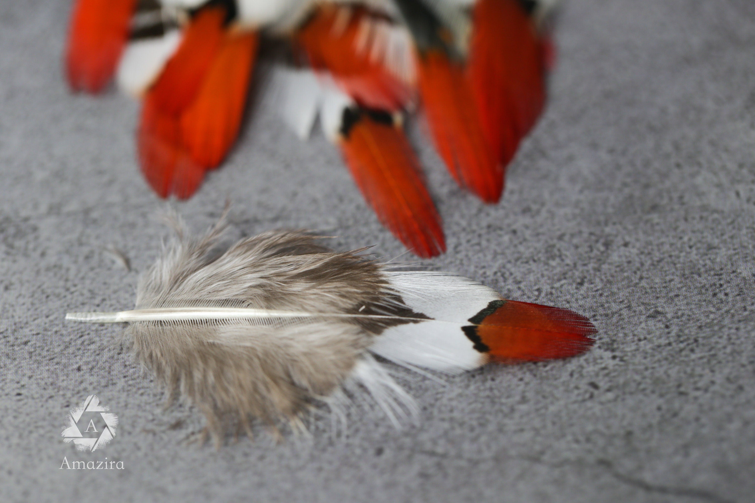 Pequeñas plumas de faisán dorado de punta roja natural, 1 pulgada - 2 cm