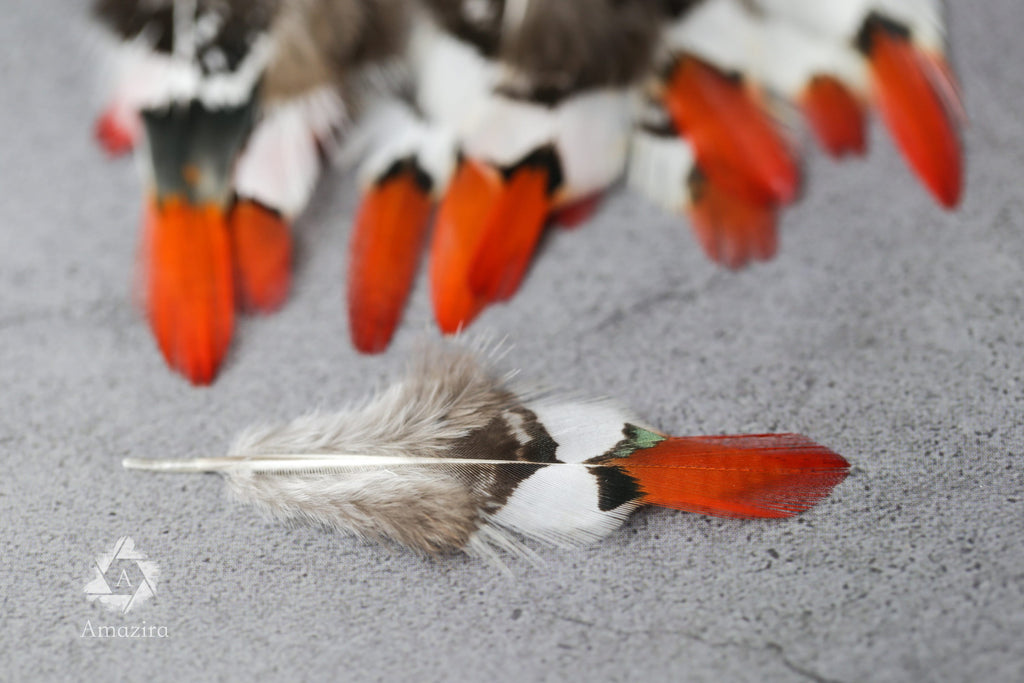 Small Natural Red Tip Golden Pheasant feathers, 1 inch -  2 cm