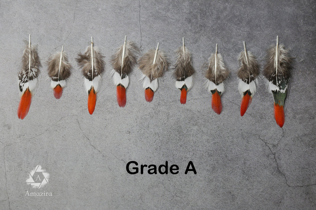 Small Natural Red Tip Golden Pheasant feathers, 1 inch -  2 cm
