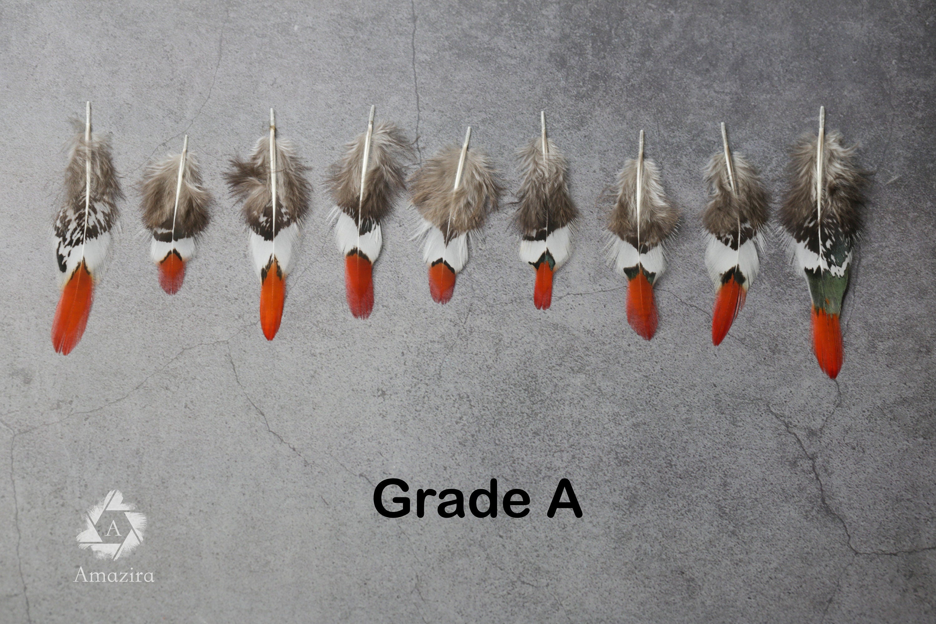 Small Natural Red Tip Golden Pheasant feathers, 1 inch -  2 cm