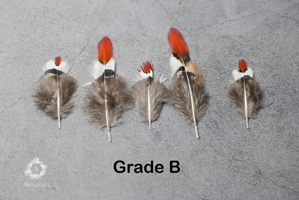 Small Natural Red Tip Golden Pheasant feathers, 1 inch -  2 cm