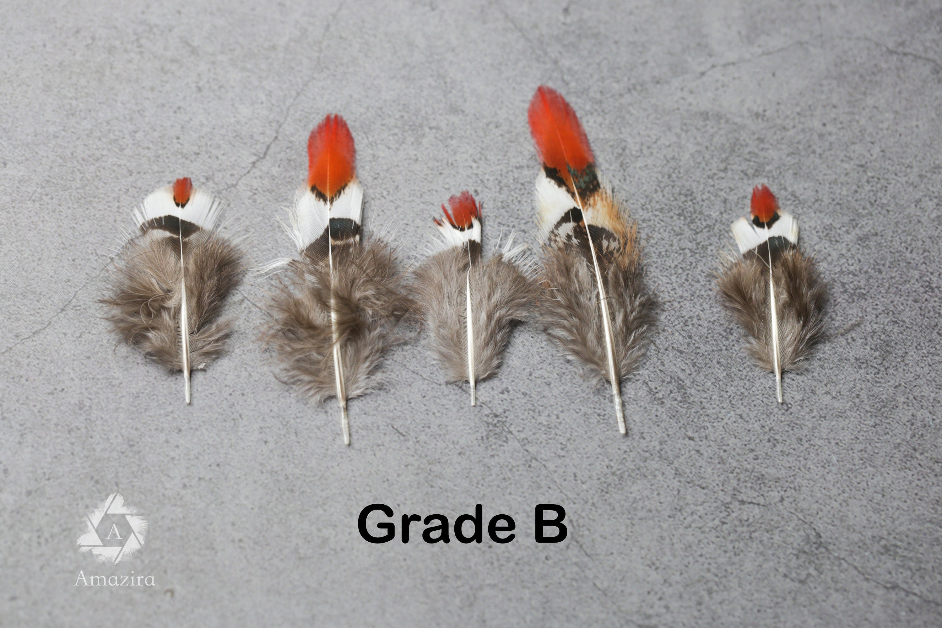 Small Natural Red Tip Golden Pheasant feathers, 1 inch -  2 cm