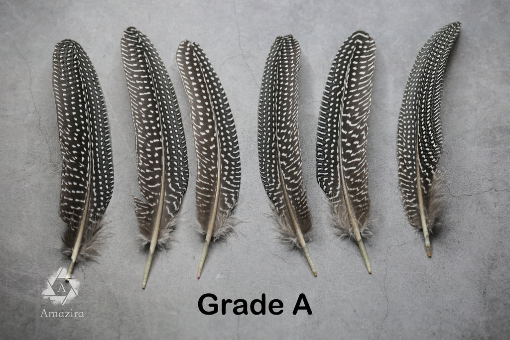 Large Guinea fowl Feathers, 15-19 cm - 6-8 inches