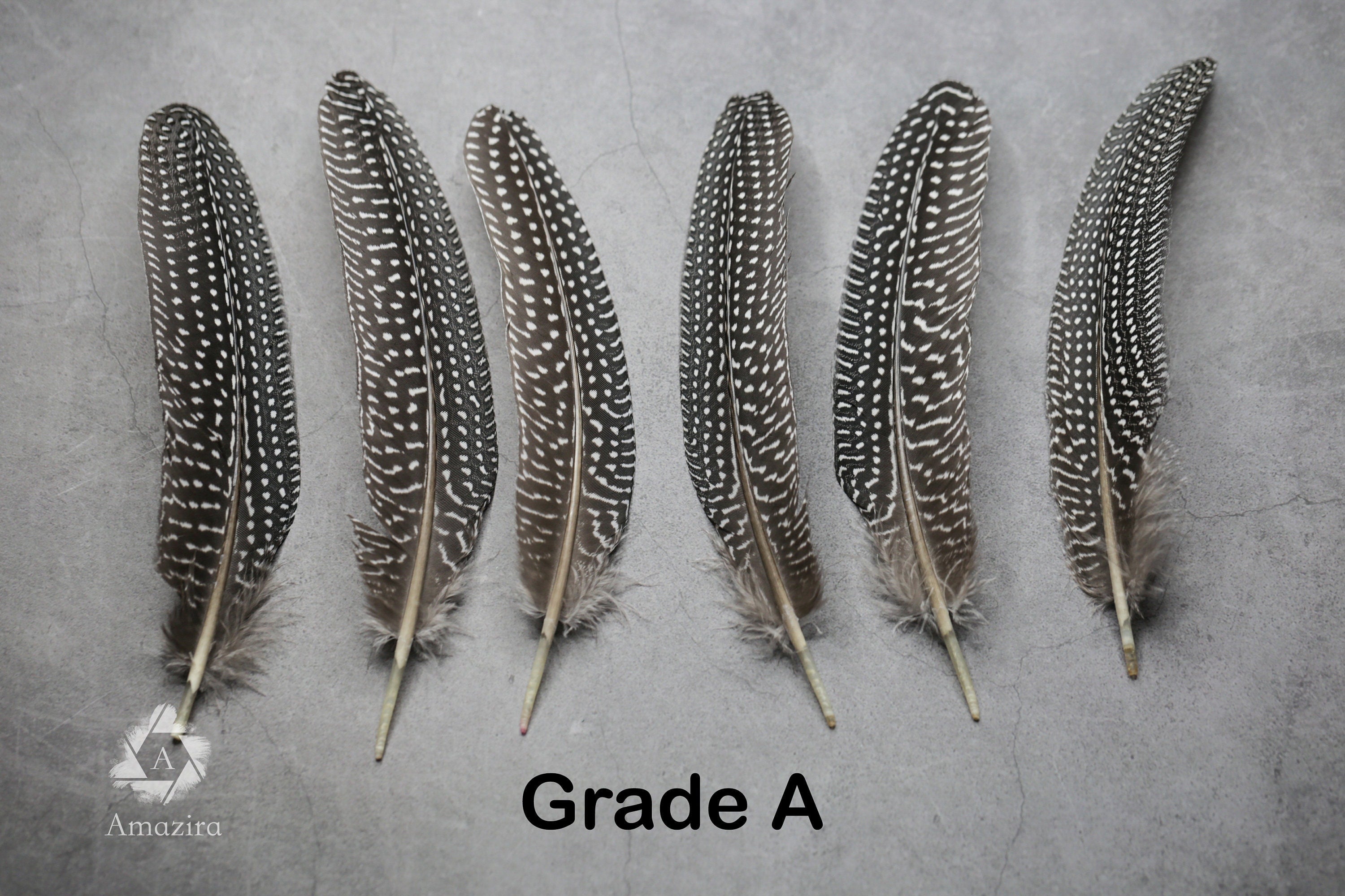 Large Guinea fowl Feathers, 15-19 cm - 6-8 inches