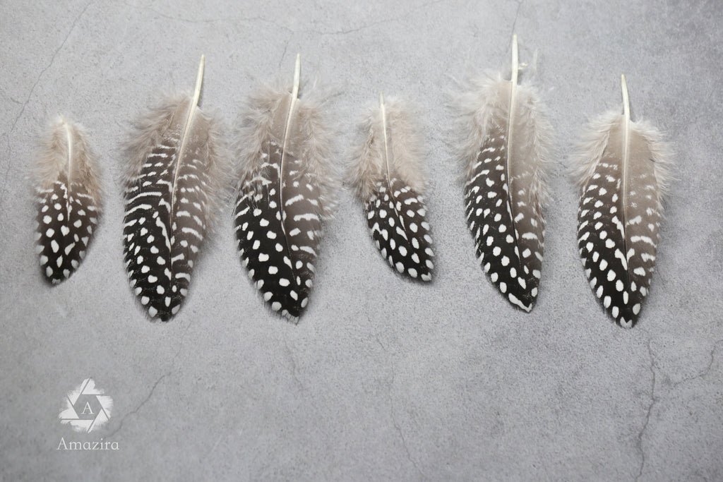 Plumes de Pintade Noires & Blanches, 10-15 cm,