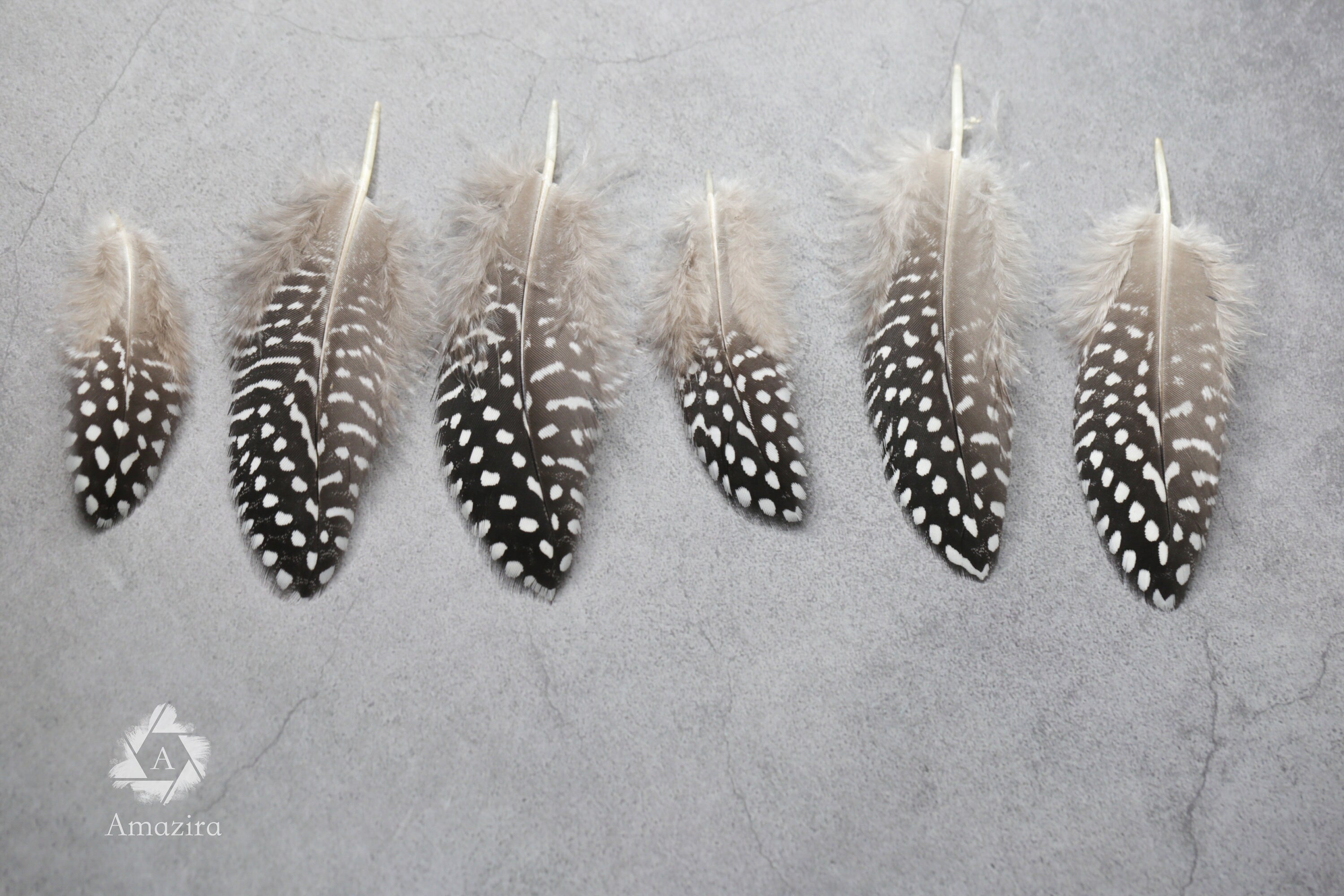 Guinea fowl Black & white Feathers, 4-6 inches,