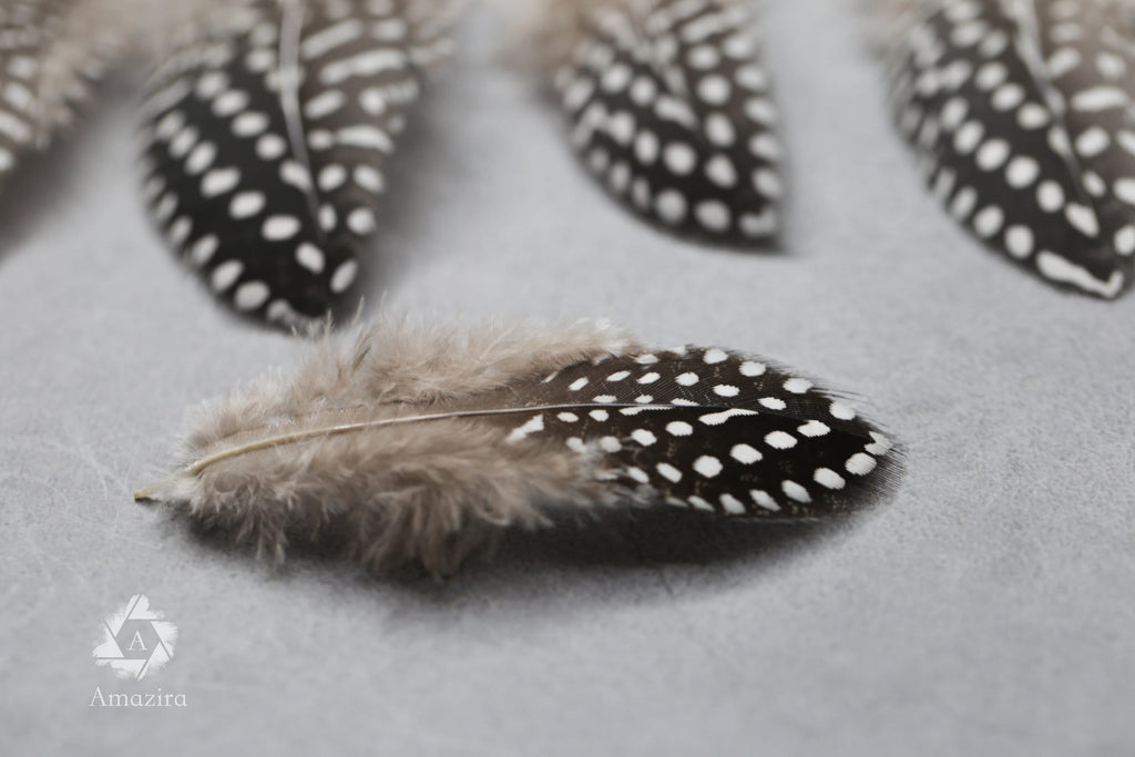 Plumes de Pintade Noires & Blanches, 10-15 cm,