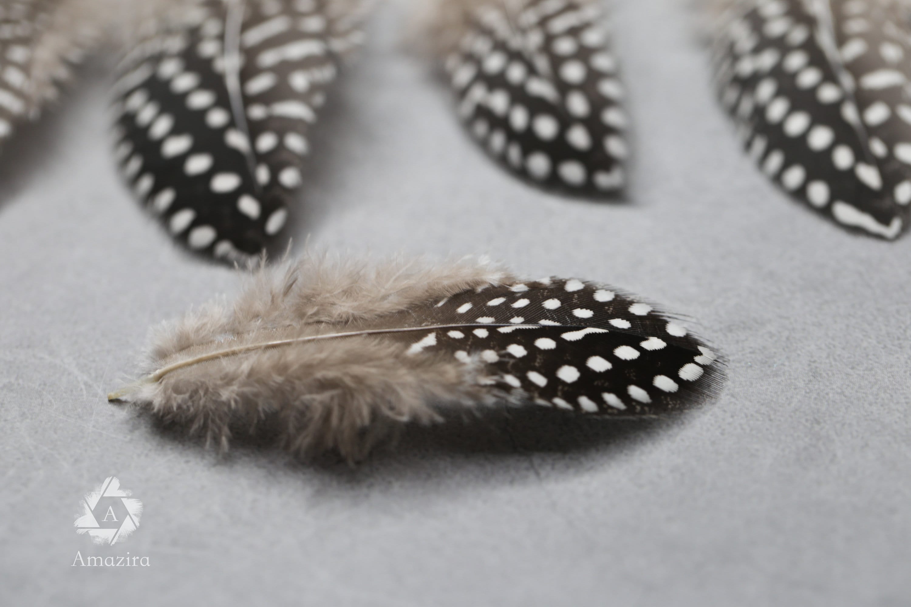 Guinea fowl Black & white Feathers, 4-6 inches,