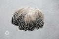 Plumes de Pintade Noires & Blanches, 10-15 cm,
