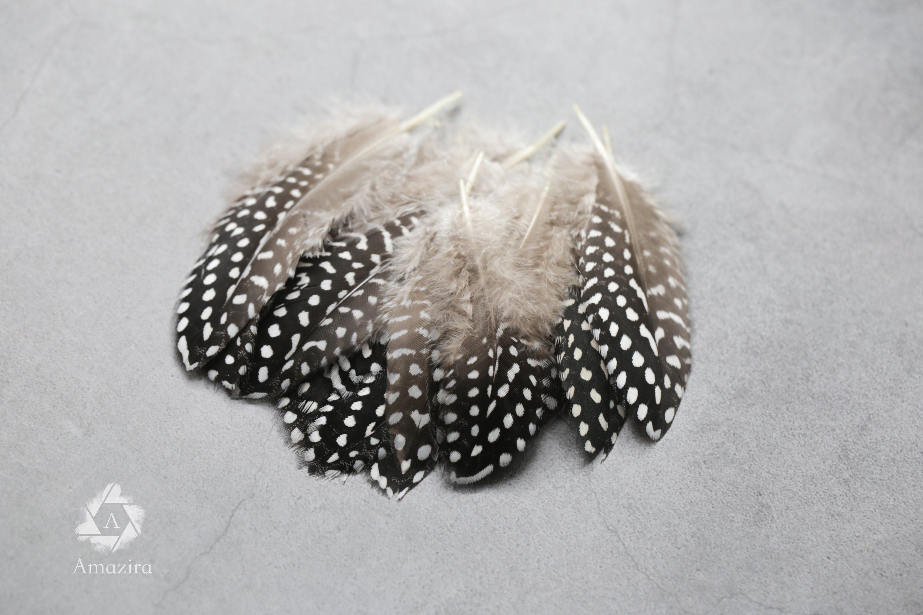 Guinea fowl Black & white Feathers, 4-6 inches,