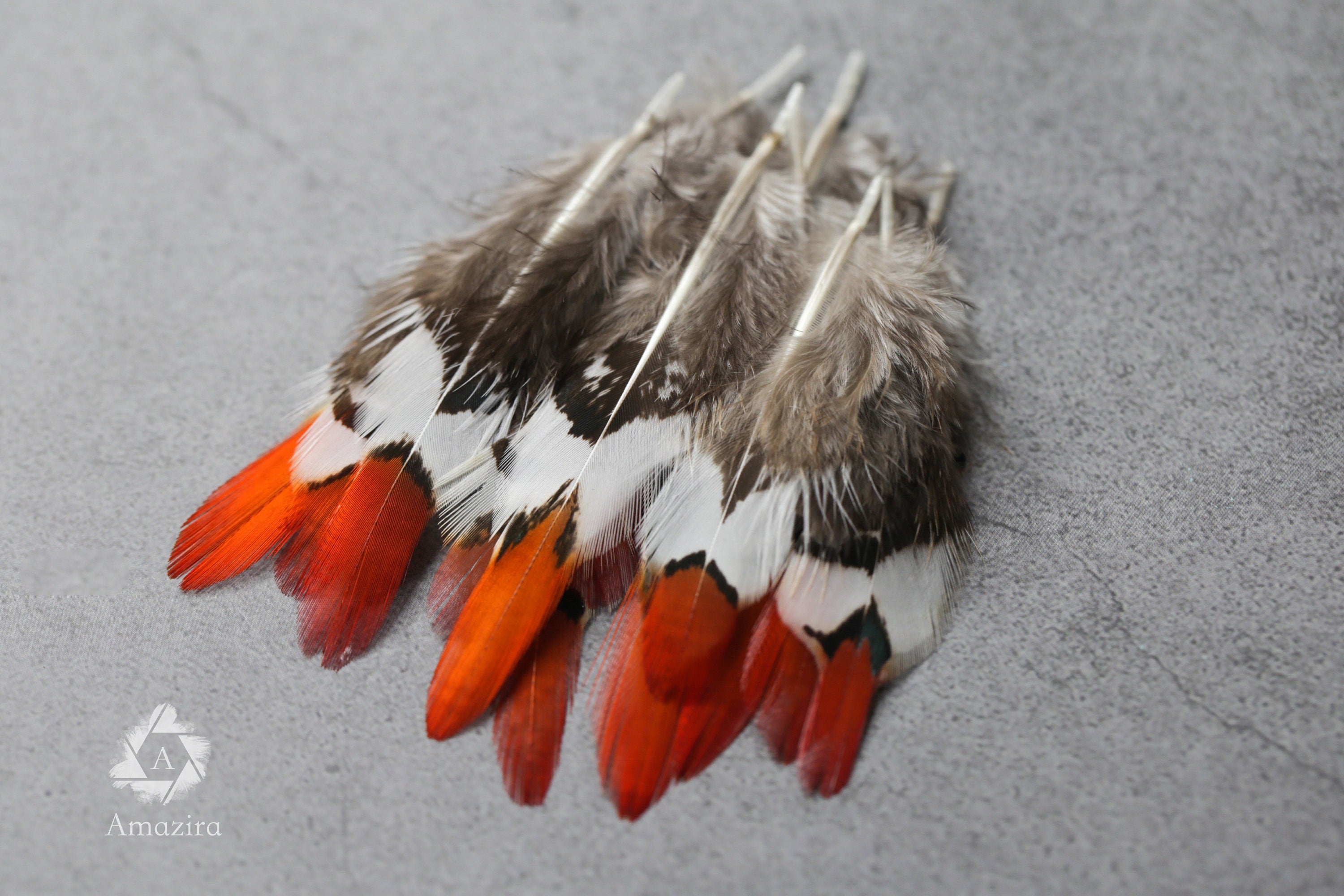 Pequeñas plumas de faisán dorado de punta roja natural, 1 pulgada - 2 cm