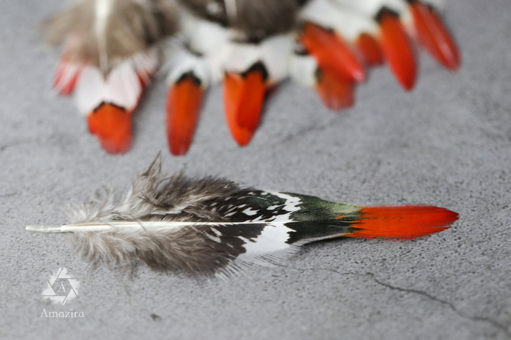 Small Natural Red Tip Golden Pheasant feathers, 1 inch -  2 cm