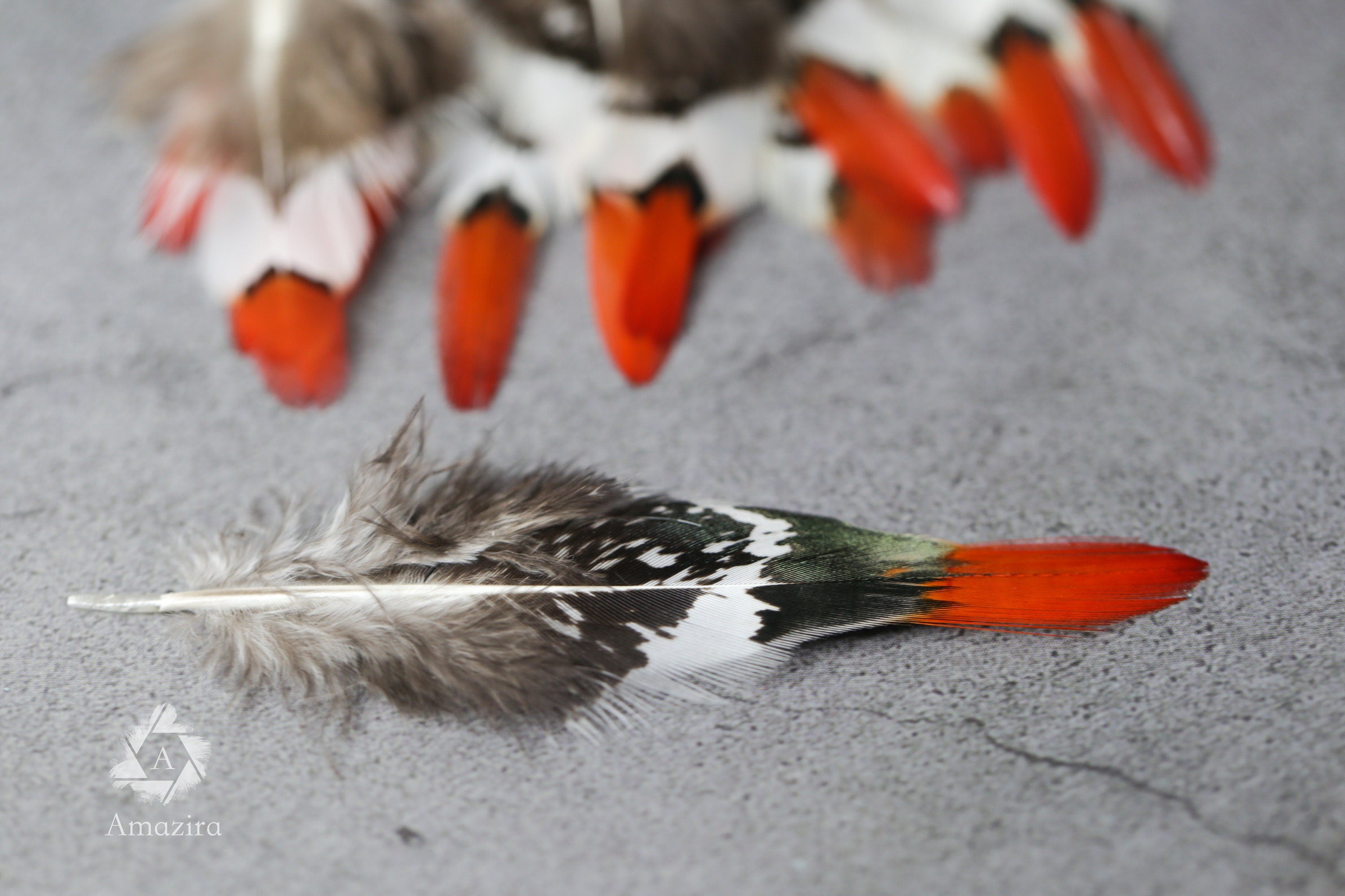 Pequeñas plumas de faisán dorado de punta roja natural, 1 pulgada - 2 cm