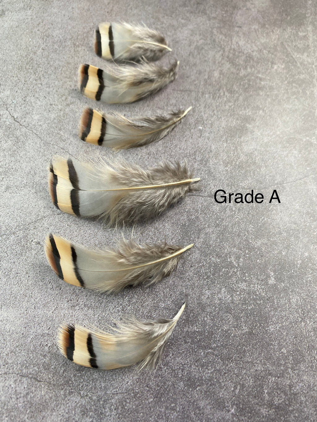 Cream & Brown tip, 3-7cm, 1-3"