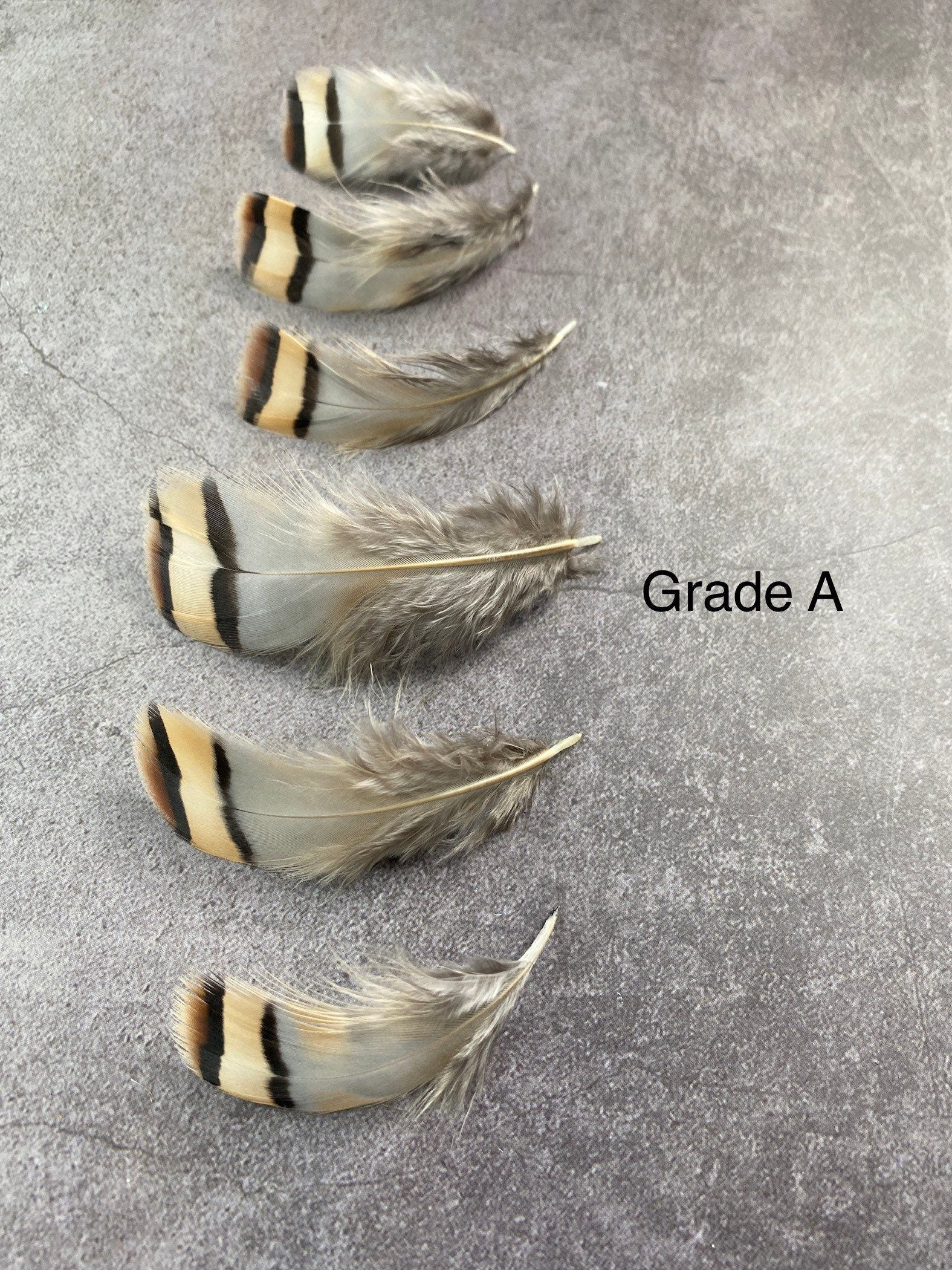 Cream & Brown tip, 3-7cm, 1-3"