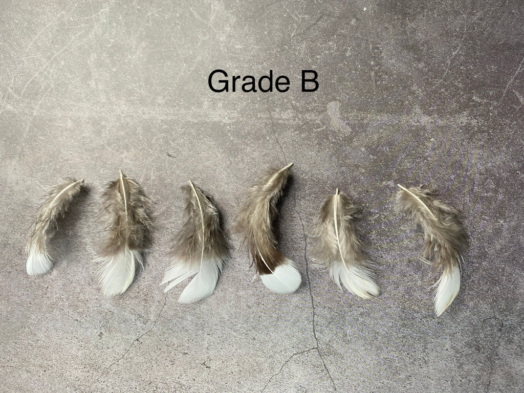 White tip Pheasant feathers, 1-3 inches, 4-8 cm
