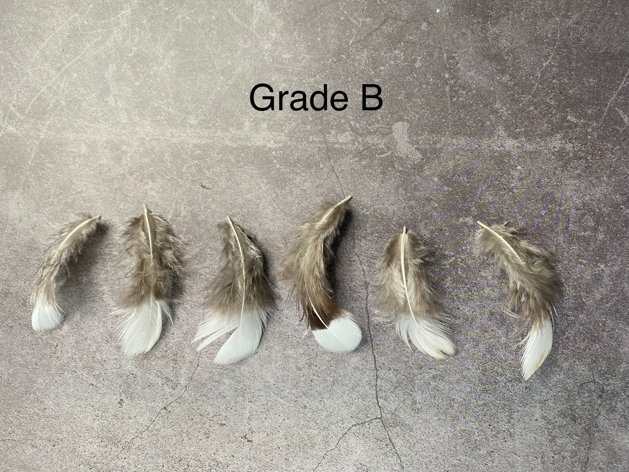 White tip Pheasant feathers, 1-3 inches, 4-8 cm