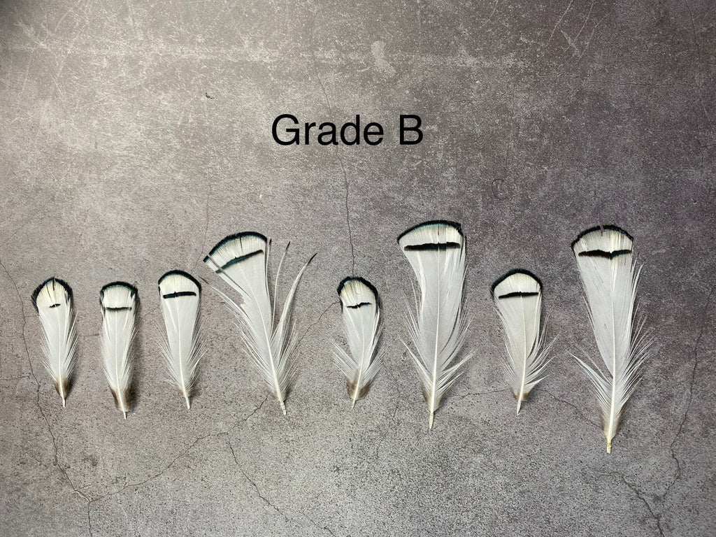 Lady Amherst white feathers 3-8cm, 1-3"