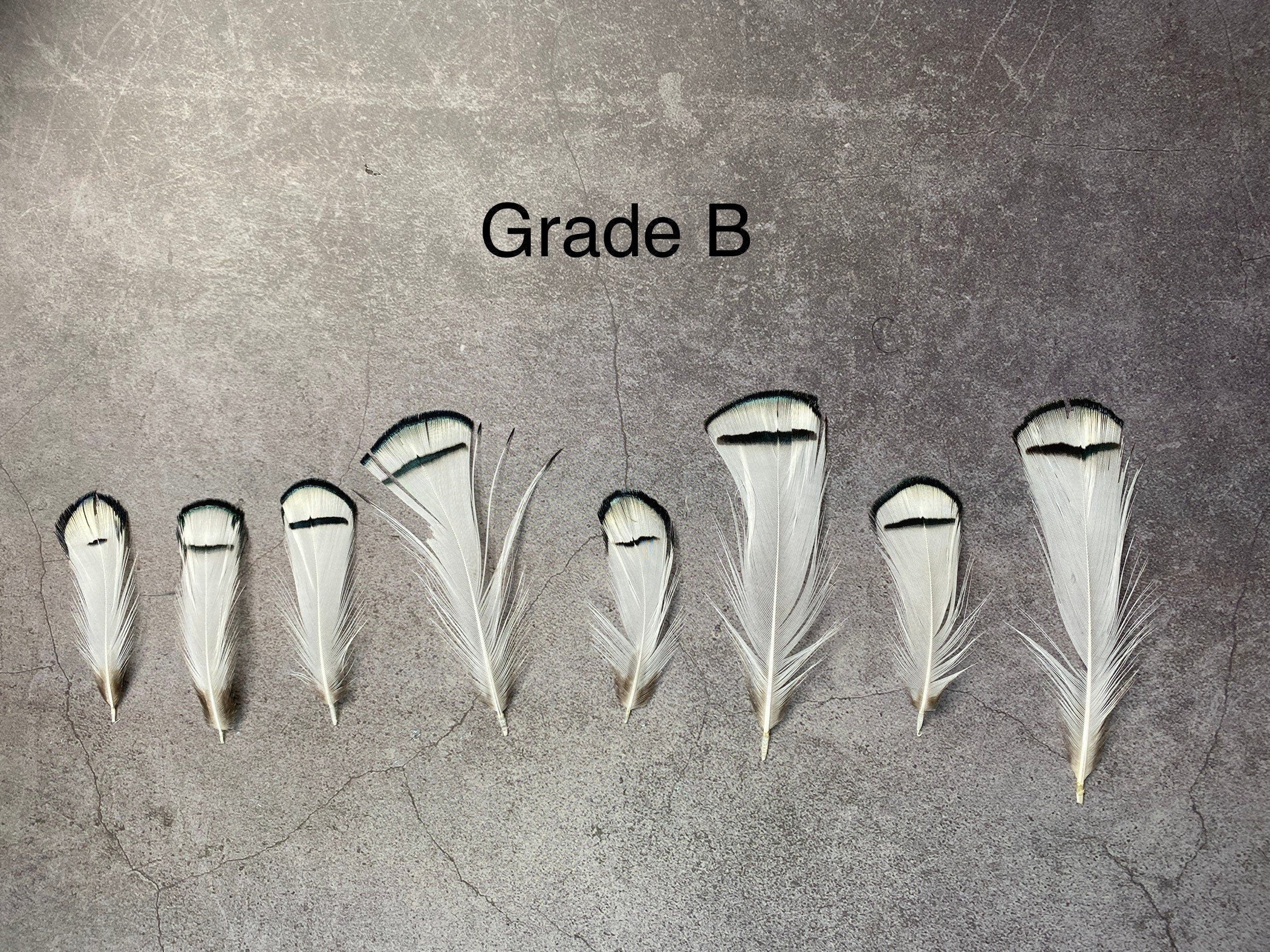 Lady Amherst white feathers 3-8cm, 1-3"