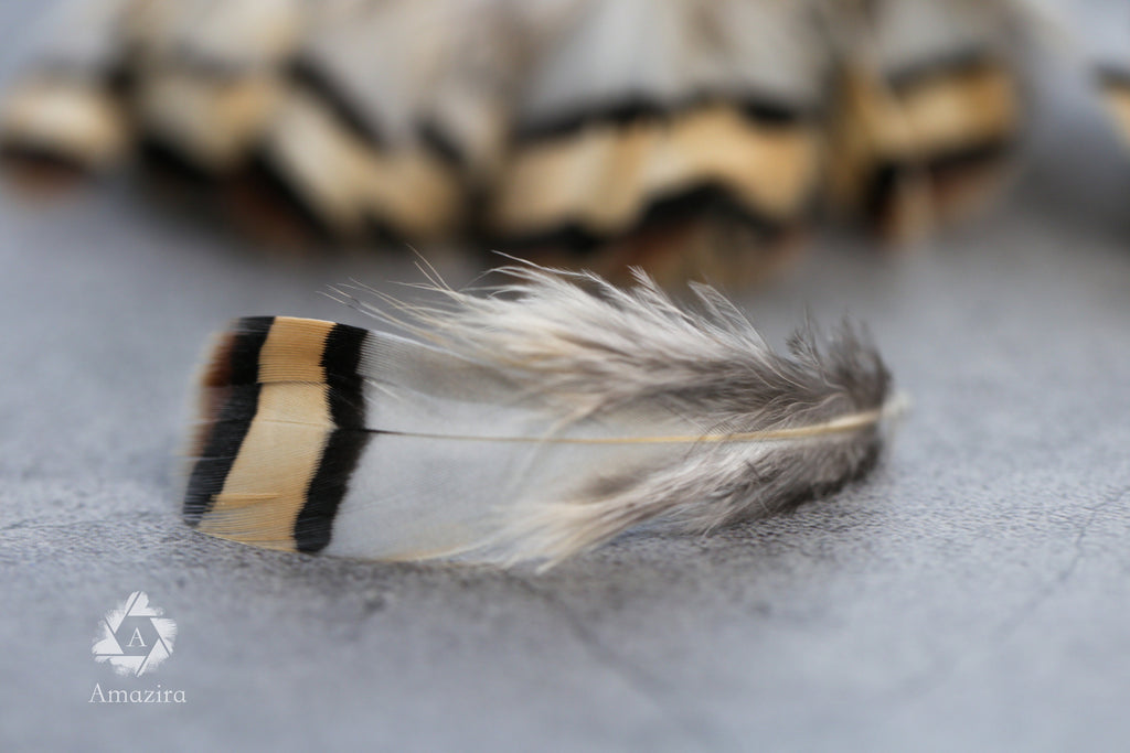 Cream & Brown tip, 3-7cm, 1-3"