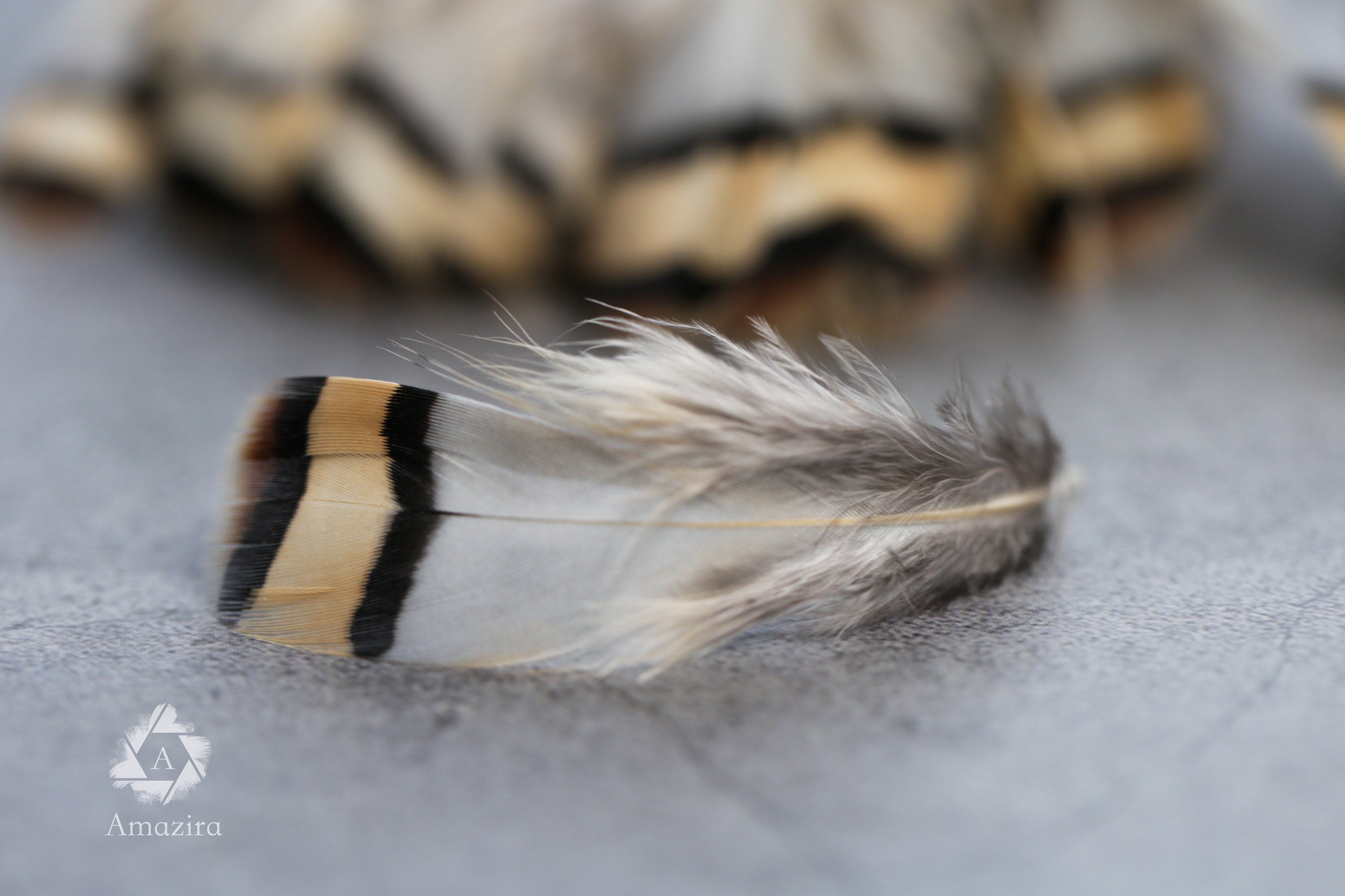 Cream & Brown tip, 3-7cm, 1-3"