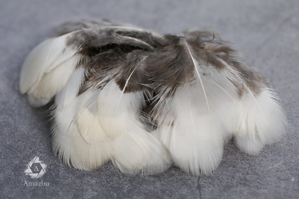 White tip Pheasant feathers, 1-3 inches, 4-8 cm