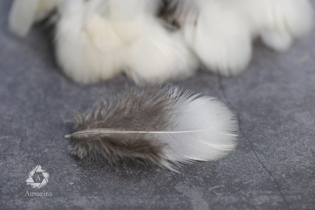 White tip Pheasant feathers, 1-3 inches, 4-8 cm