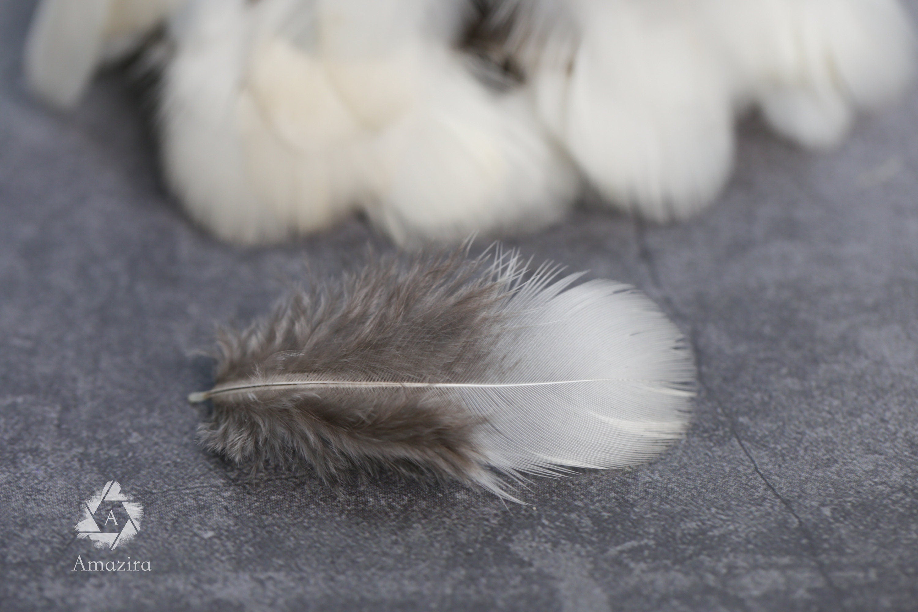 Clearance - White tip grey Pheasant feathers, 1-3 inches, 4-8 cm, Free shipping available, home decor, earring making, dream catchers