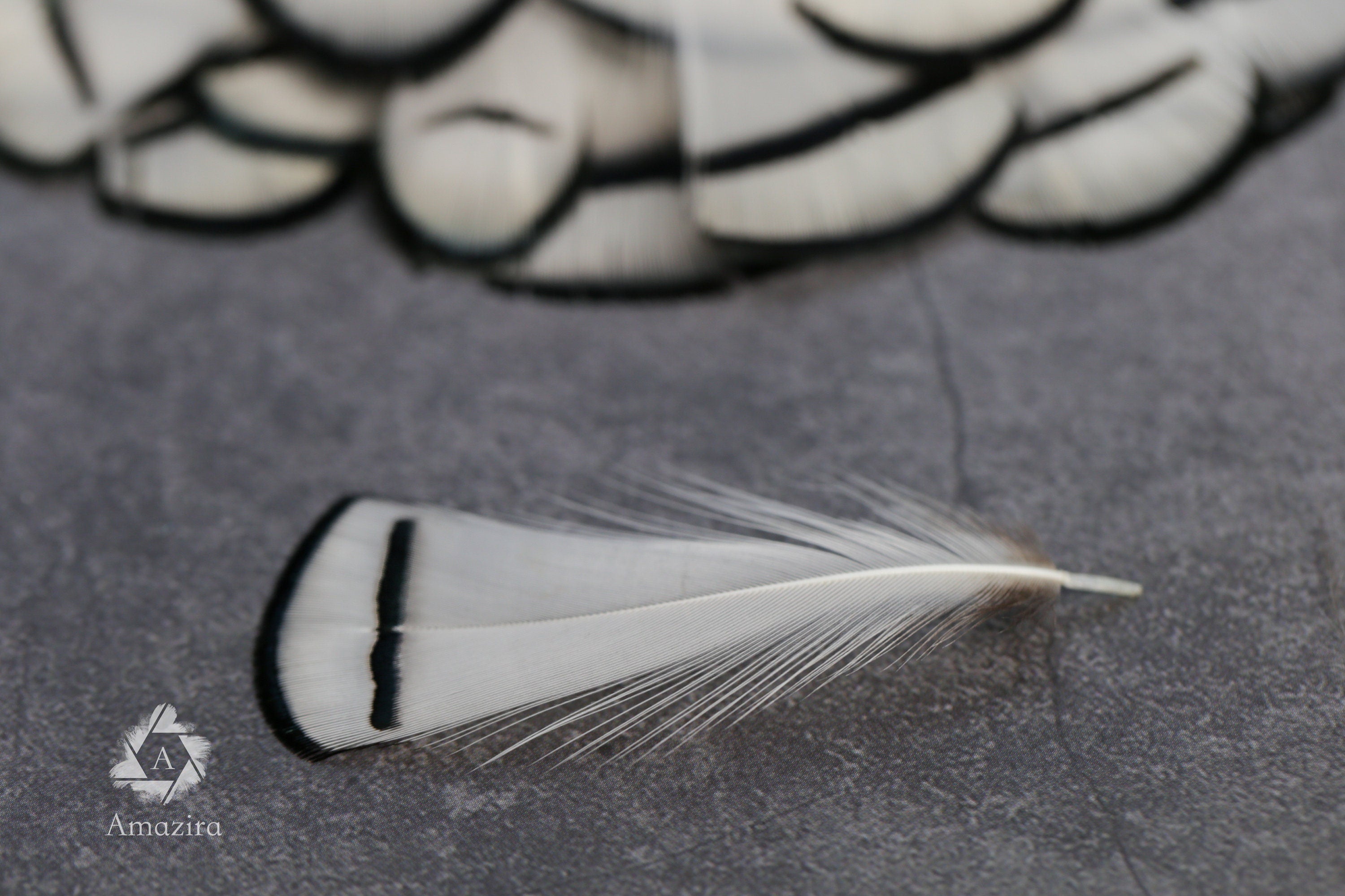 Lady Amherst white feathers 3-8cm, 1-3"