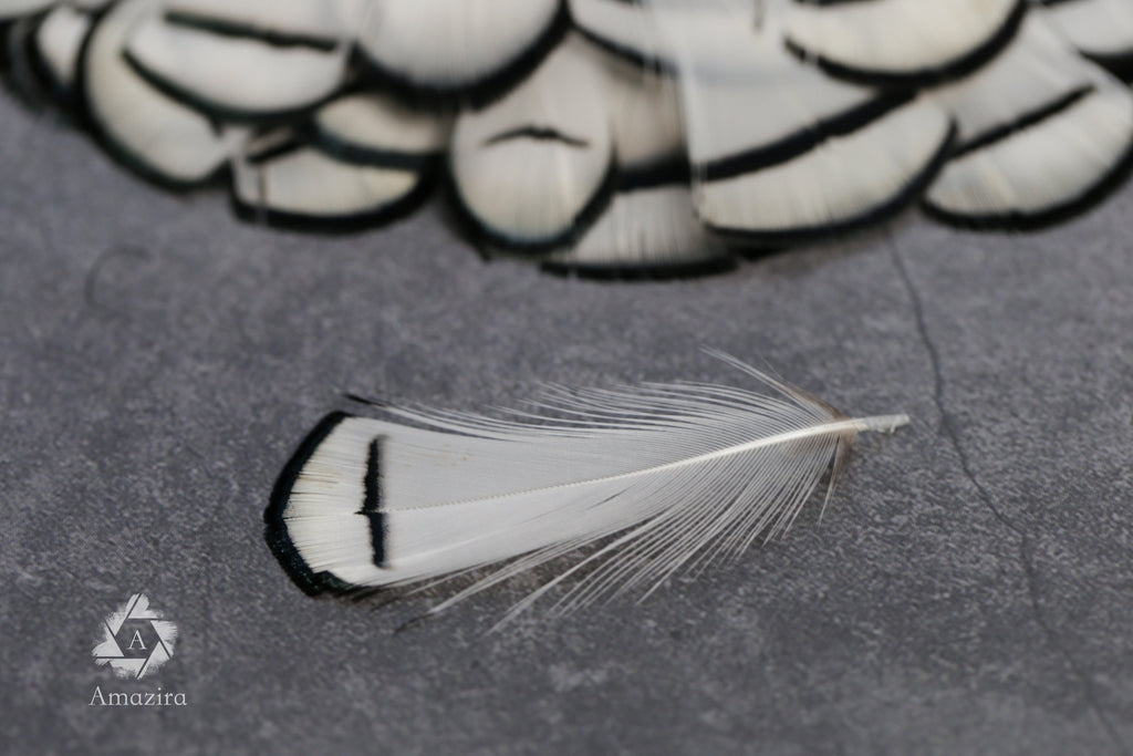 Lady Amherst white feathers 3-8cm, 1-3"
