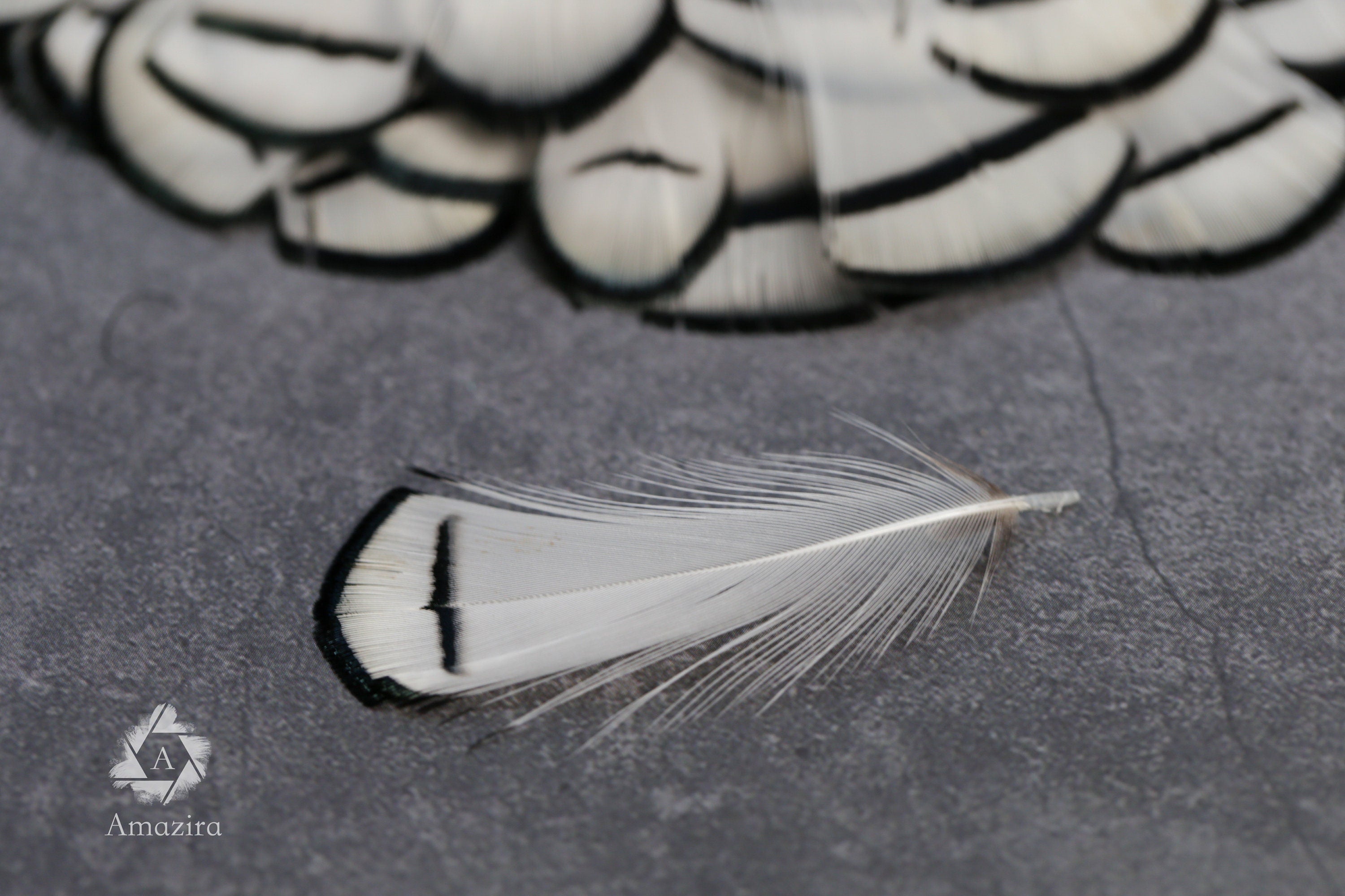 Lady Amherst white feathers 3-8cm, 1-3"