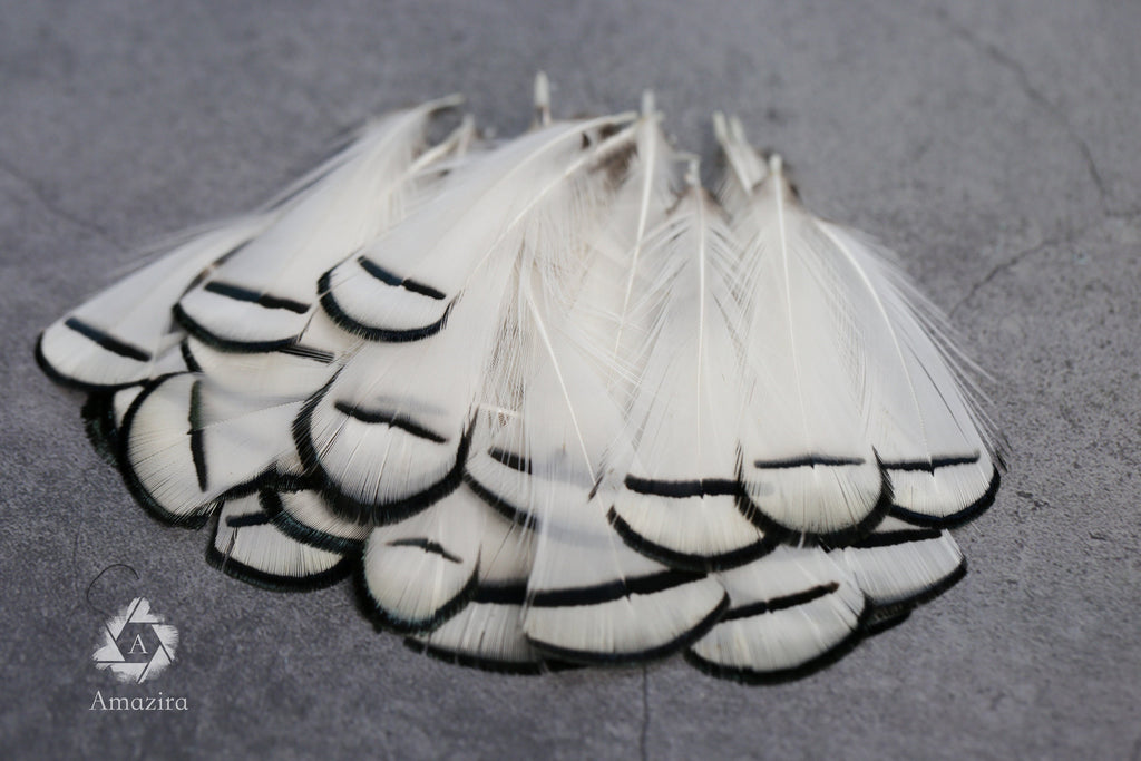 Lady Amherst white feathers 3-8cm, 1-3"