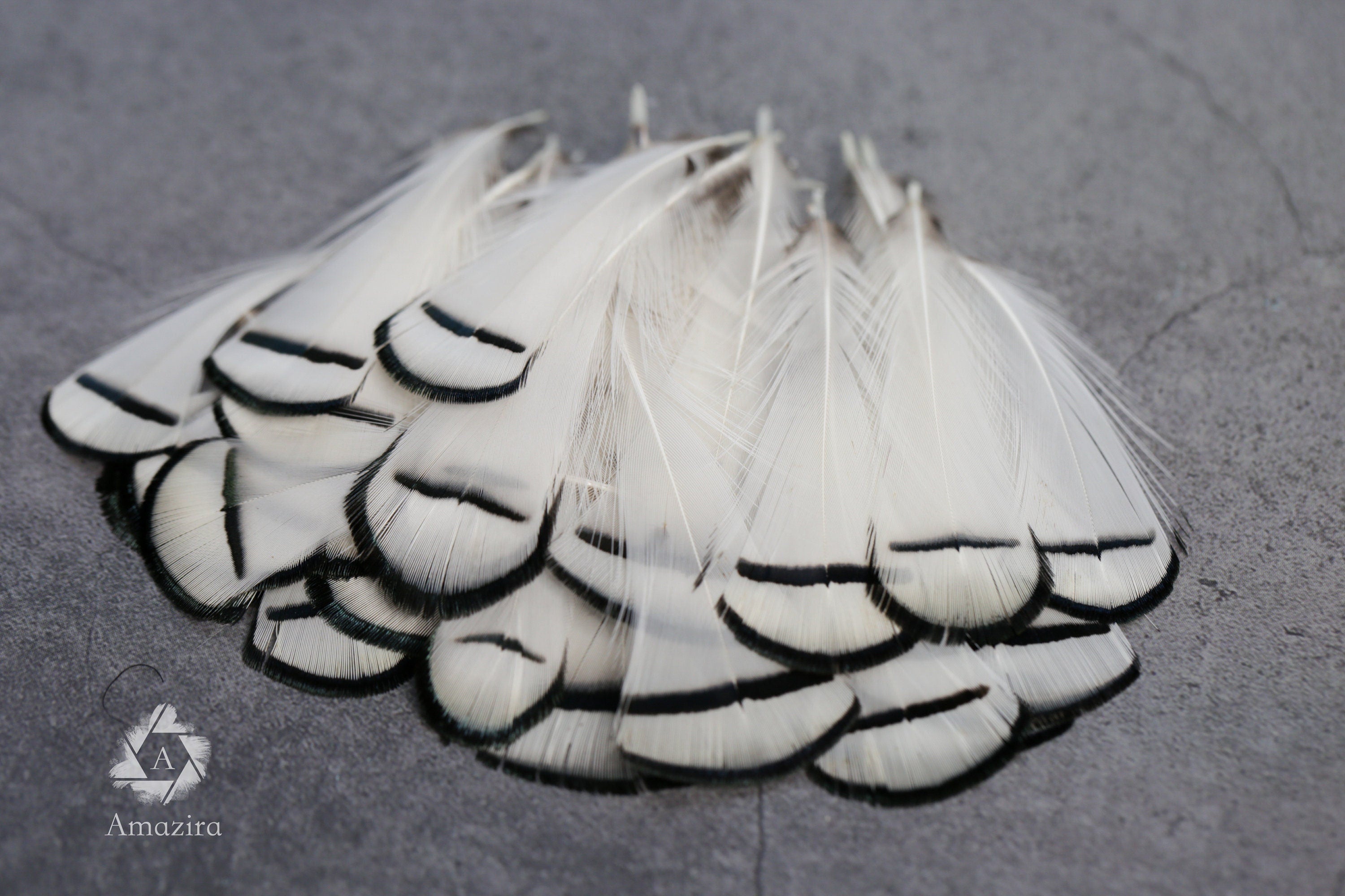 Lady Amherst white feathers 3-8cm, 1-3"