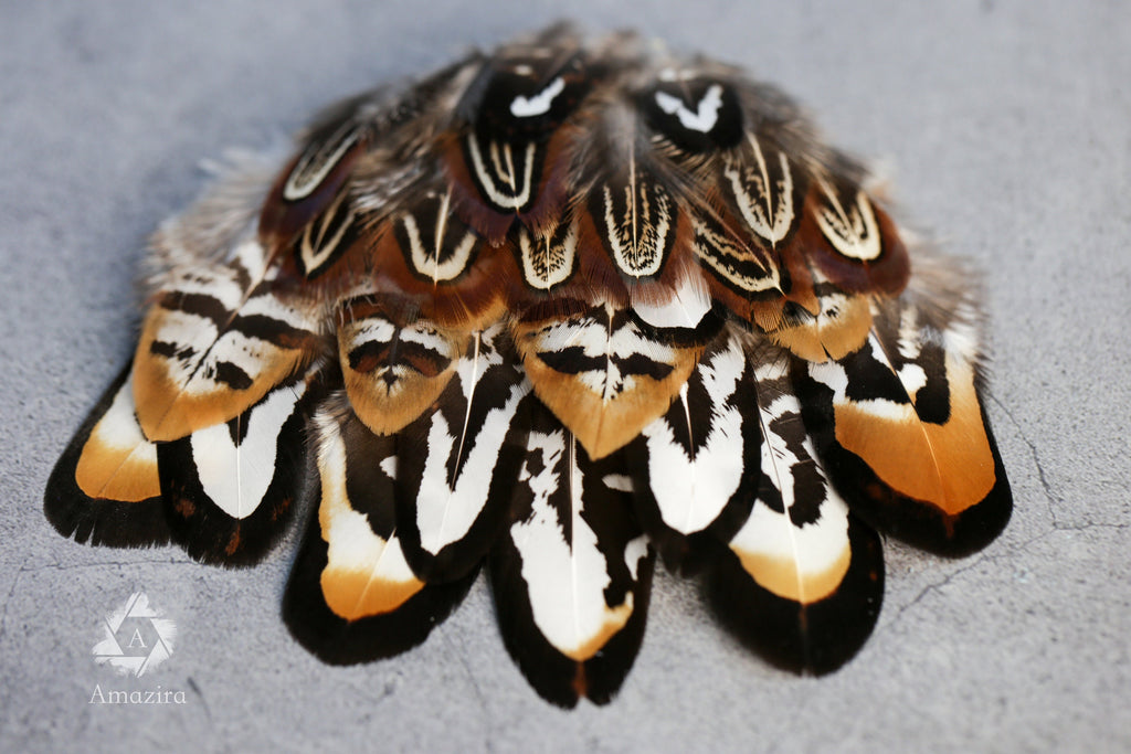 20 Mixed Reeves Pheasant Feathers, 3-10cm, 1-4"